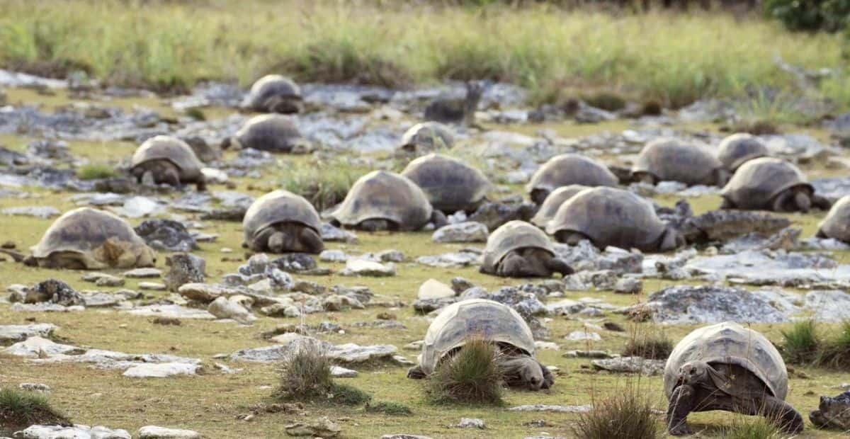 Over 180 thousand giant turtles live on an island