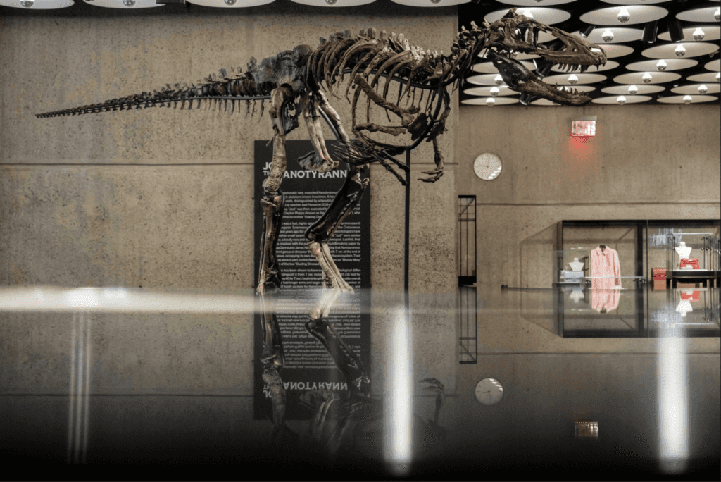 Nanotiranus’ rare skeleton sold for $47.3m at auction in New York