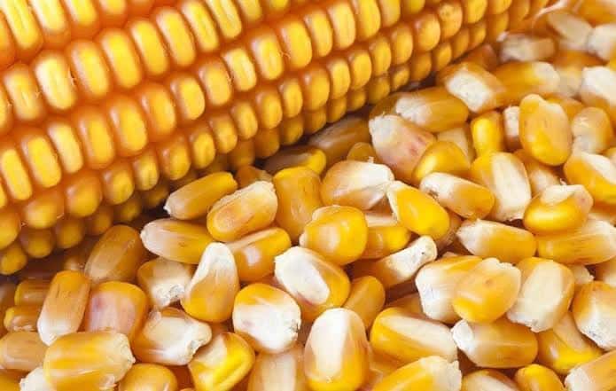 AUV eliminates over 5.5 tonnes of corn from Serbia due to aflatoxin B1