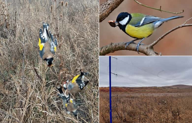Illegally caught birds released into the wild with nets on Lipjan