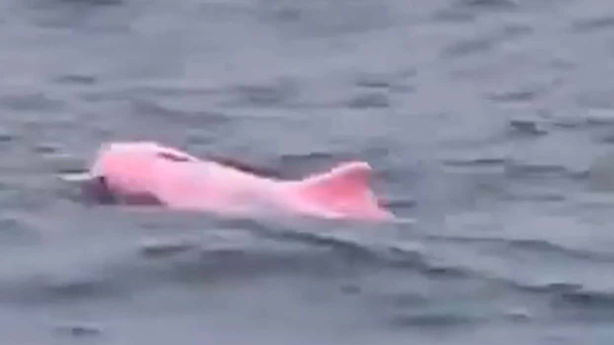 Rare view of the sea – the pink dolphin appears on Oman’s shores, surprised by its unusual color