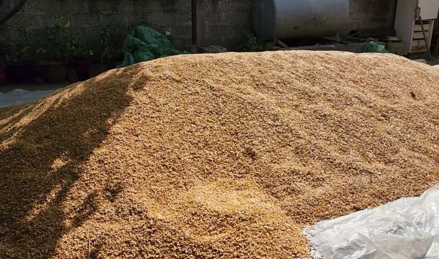AUV eliminates 5.56 tonnes of corn from Serbia, found with high content of afloxin
