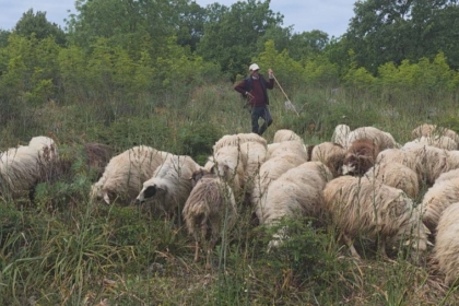 Asgjësohen 190 krerë, shtohet numri i bagëtive me murtajë në Dajç të Shkodrës