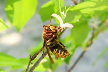 Nis në Zvicër iniciativa për mbrojtjen e bletëve dhe insekteve polenizuese