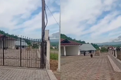Tre arinj futen në oborrin e një shtëpie në Hoçë të Prizrenit, u vërsulen disa banorëve që i incizonin