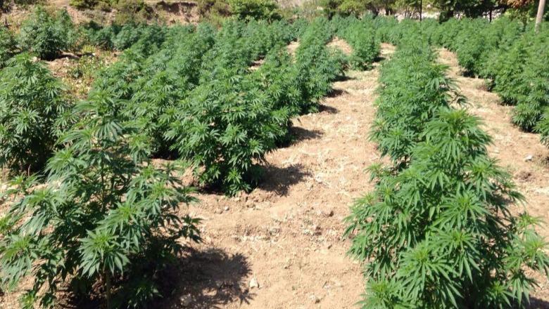 Tension në malet e Krujës, të shtëna armësh gjatë operacionit antidrogë