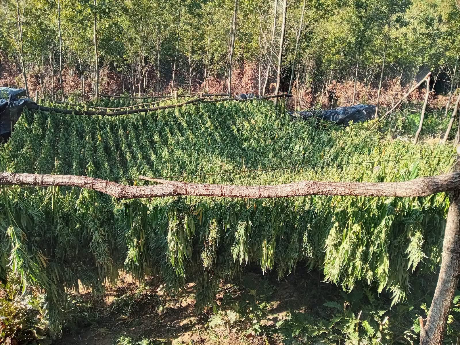 Ngrihet aktakuzë ndaj nëntë personave për kultivimin e kanabisit në plantacionet e Kliqinës dhe Sferkës Ngrihet aktakuzë ndaj nëntë personave për kultivimin e kanabisit në plantacionet e Kliqinës dhe Sferkës