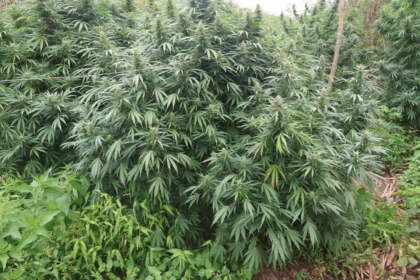Zbulohen plantacione ilegale me kanabis në Strumicë, konfiskohen 680 kilogramë bimë – ndalohen dy persona