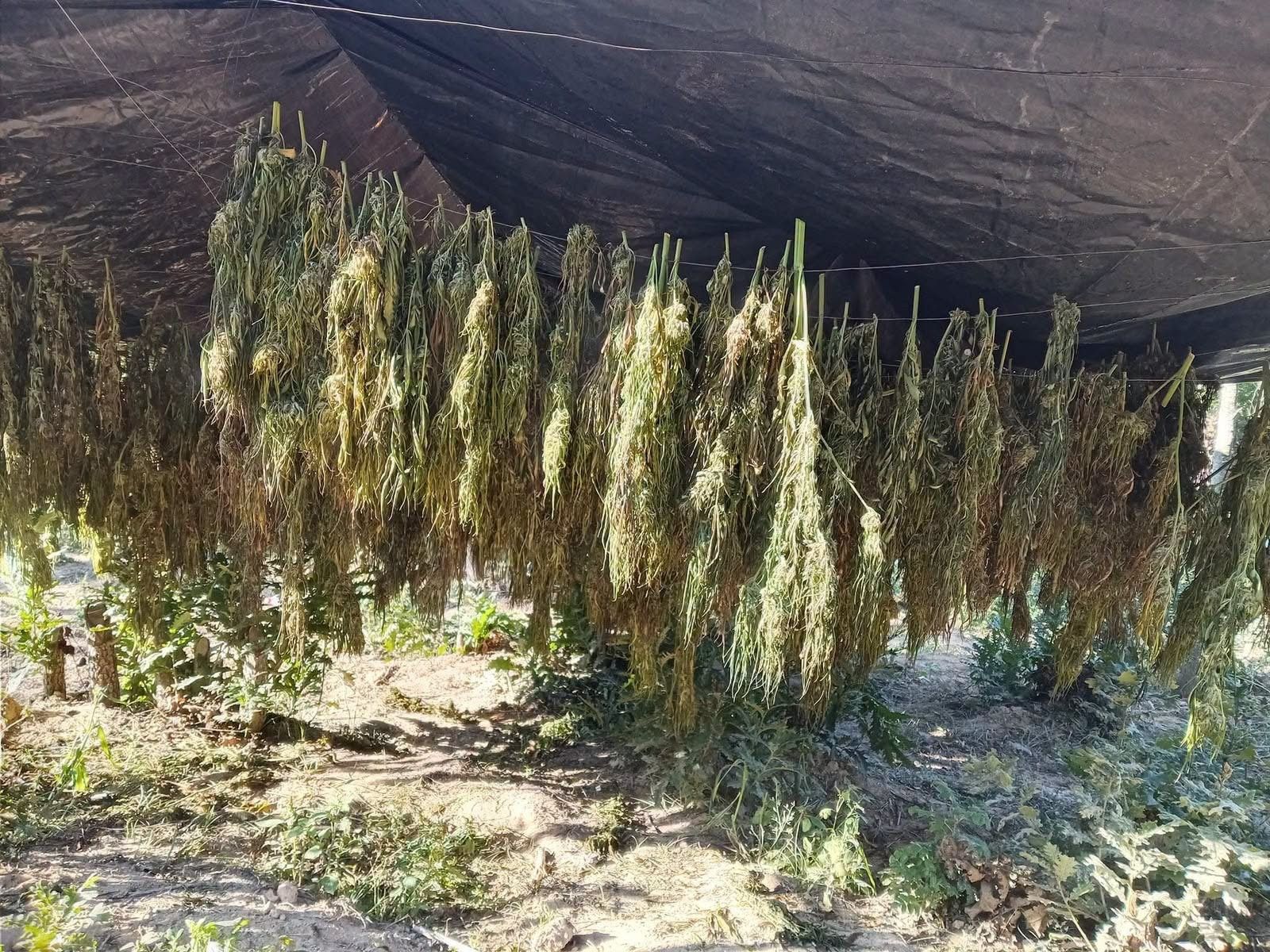 Plantacionet me kanabis në Kliqinë dhe Sferkë, aktakuzë ndaj nëntë personave – njërit të pandehur i ishin gjetur edhe mbi 1 mijë euro të falsifikuara